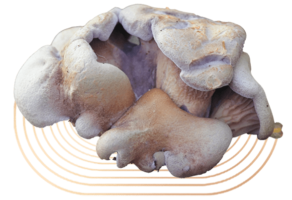 Lilac Oyster Mushrooms