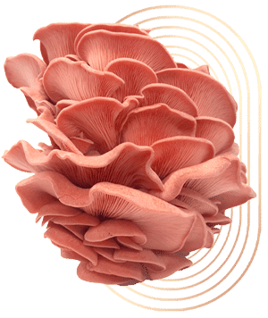 Sakura Oyster Mushrooms